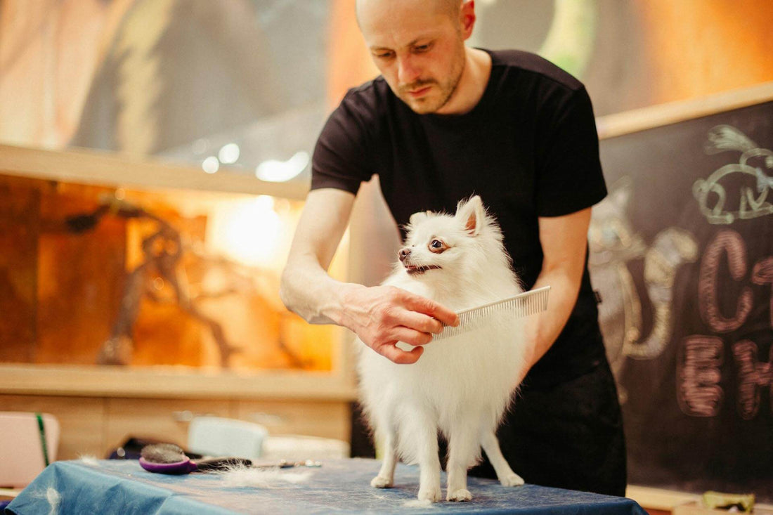 Person grooming a fluffy white dog with a comb in a pet care setting.