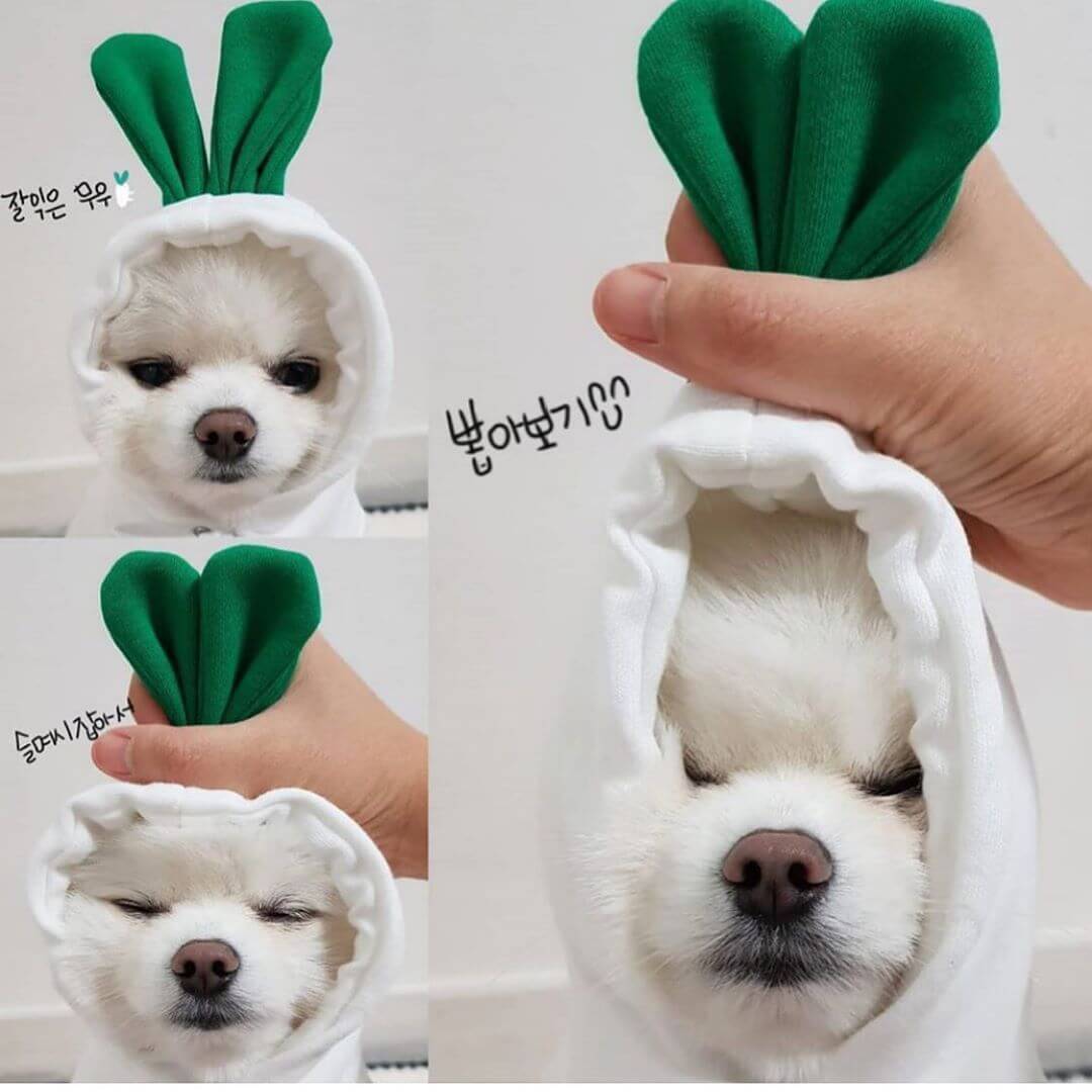 Dog Winter Clothes for Small Dogs Cute Fruit Hoodie
