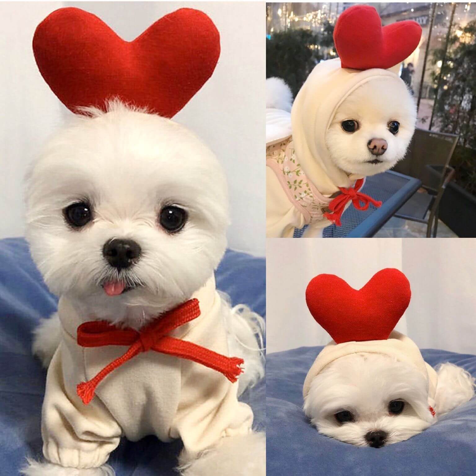 Dog Winter Clothes for Small Dogs Cute Fruit Hoodie