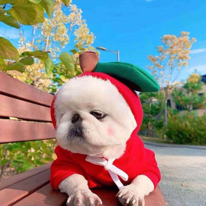 Dog Winter Clothes for Small Dogs Cute Fruit Hoodie