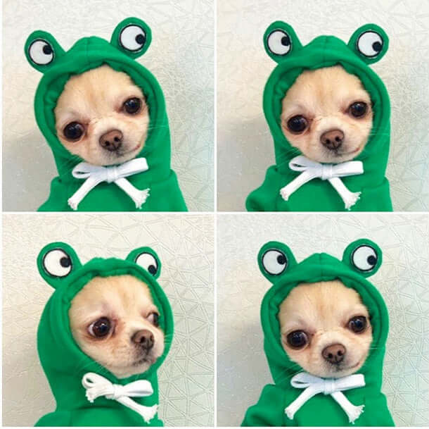 Dog Winter Clothes for Small Dogs Cute Fruit Hoodie