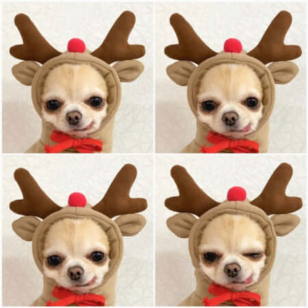 Dog Winter Clothes for Small Dogs Cute Fruit Hoodie
