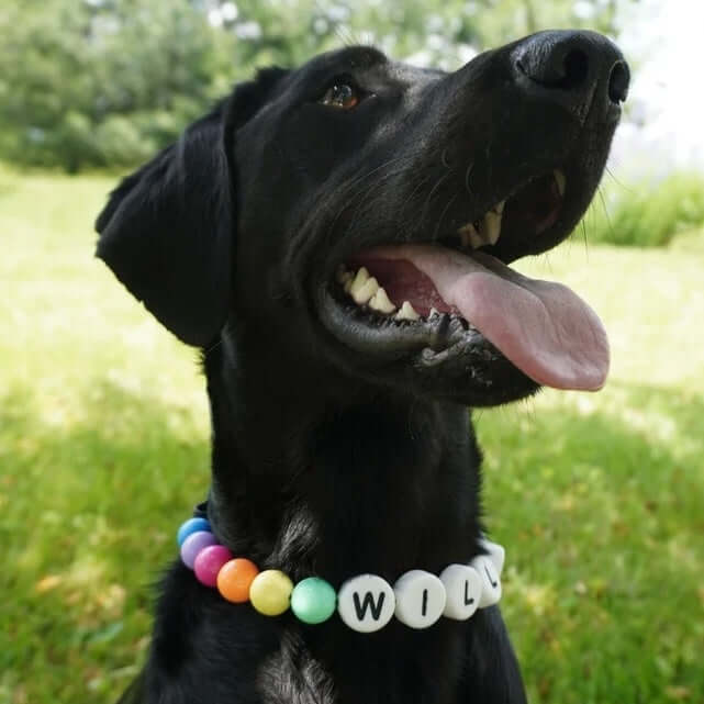 Pet Beaded Name Collar With Bracelet Set Custom Dog Collar 