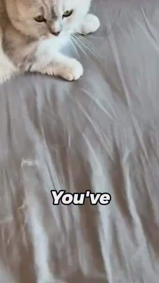 Multi-functional brush for sofa, clothes, and car seats