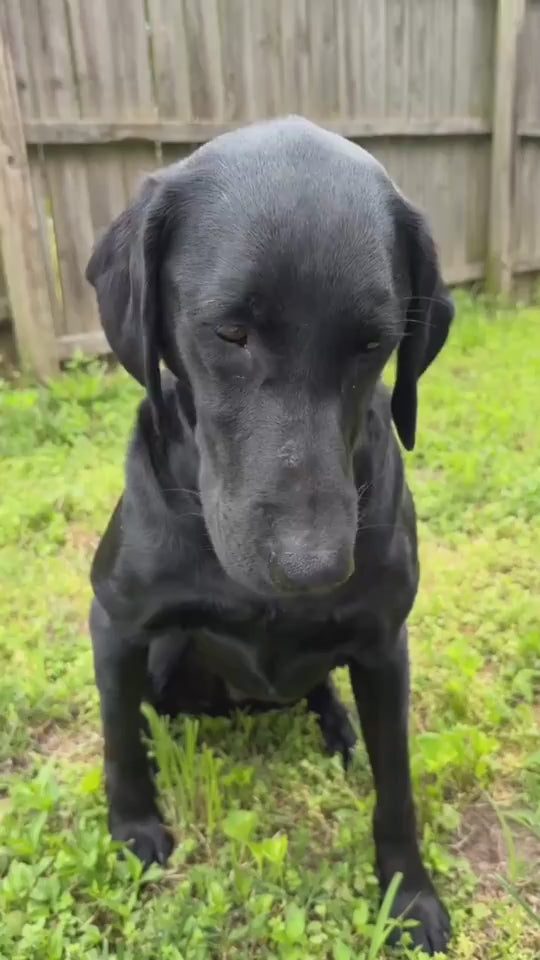 Pet Beaded Name Collar With Bracelet Set Custom Dog Collar