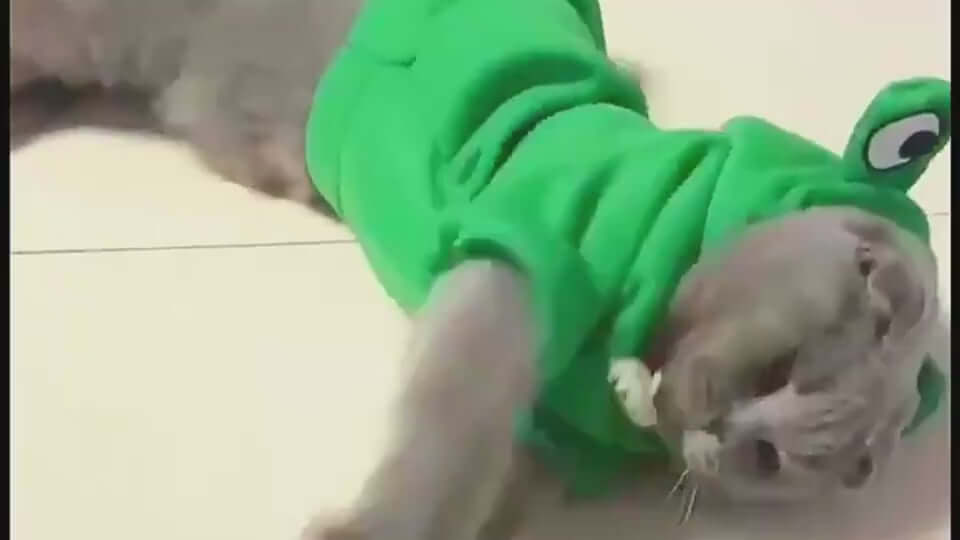 videoSmall dog in a cute green frog hoodie, showcasing adorable style and warmth for winter outings.