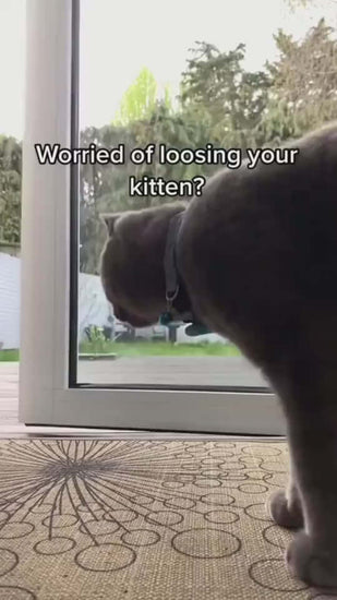 Cat looking out a window with text about keeping kittens safe, promoting a reflective waterproof collar for pets.
