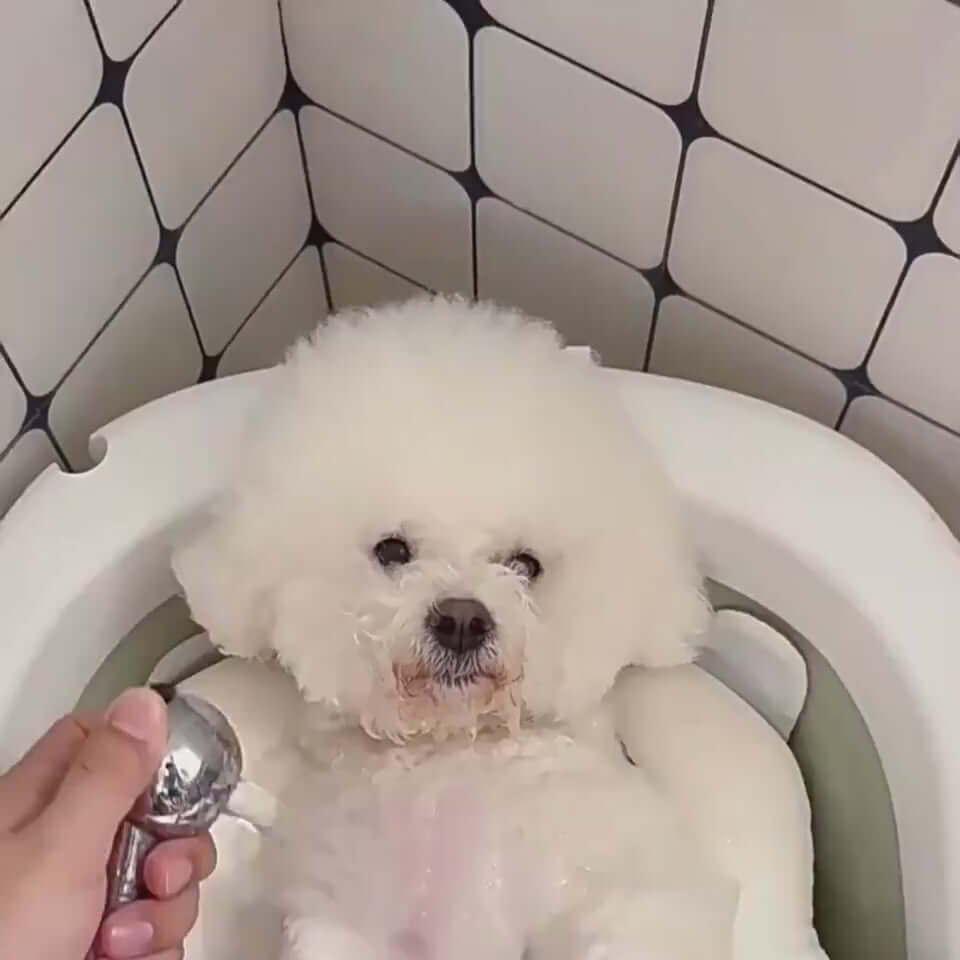 Bichon Frise dog enjoying a bath while being washed with a handheld shower in a relaxing tub.