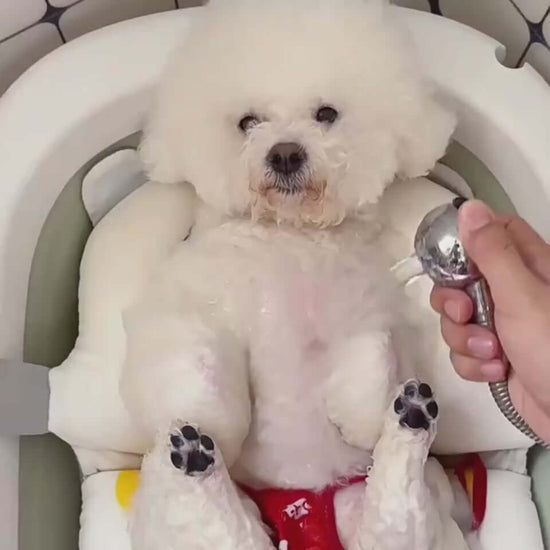 Cute fluffy white dog relaxing in a bath seat while being washed with a handheld shower.