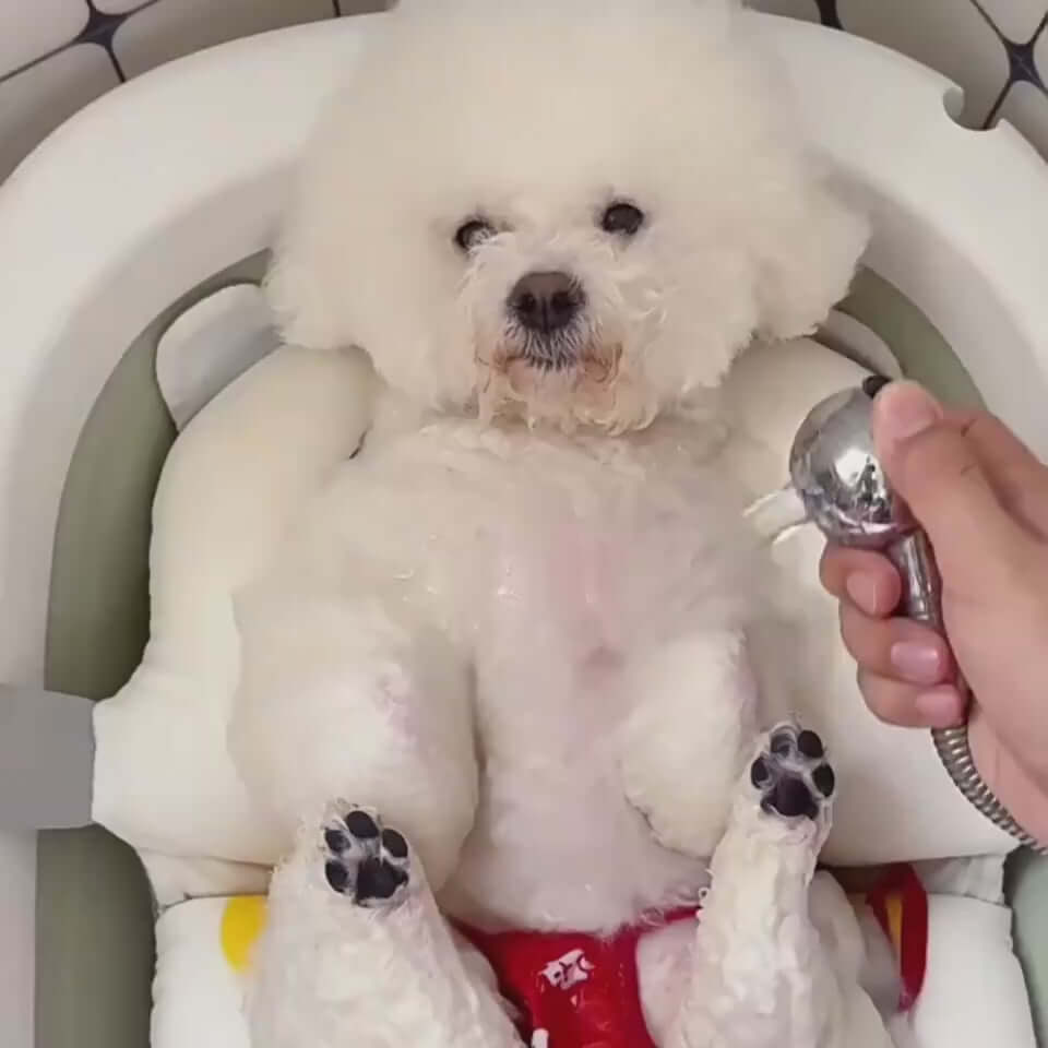 Cute fluffy white dog relaxing in a bath seat while being washed with a handheld shower.